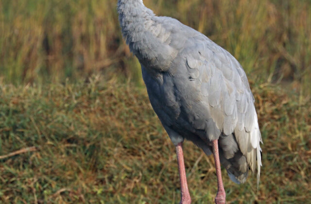 Sarus Crane