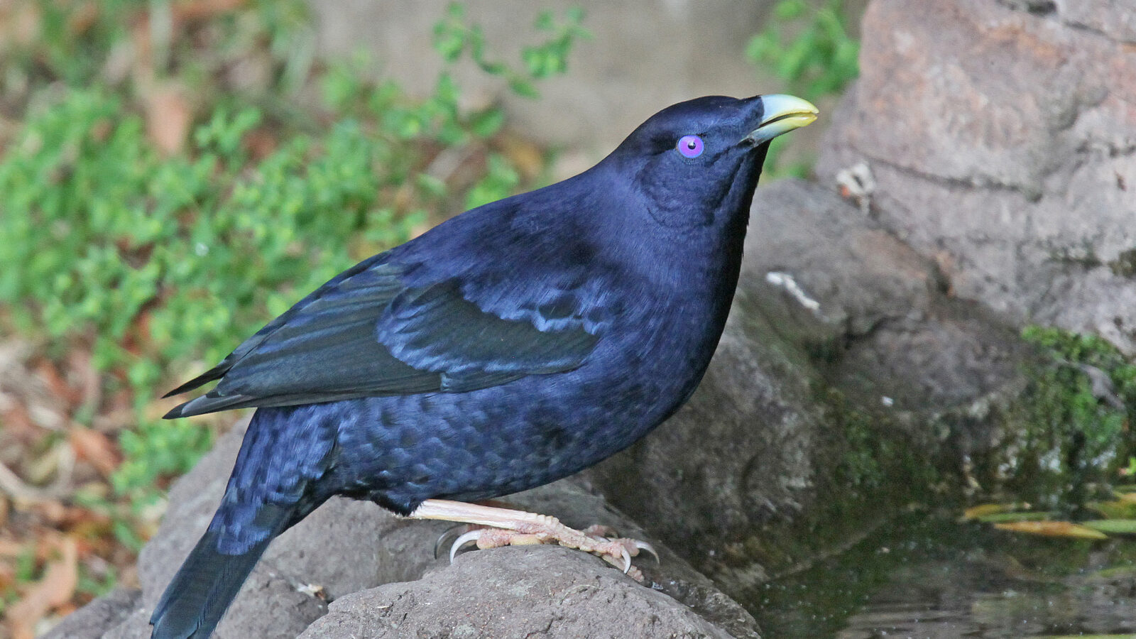 Satin Bowerbird