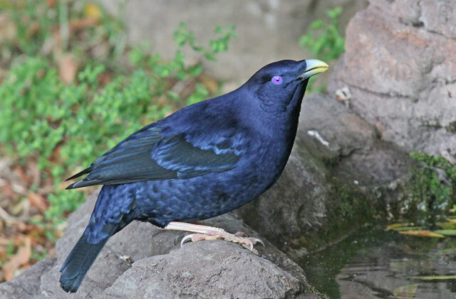 Satin Bowerbird