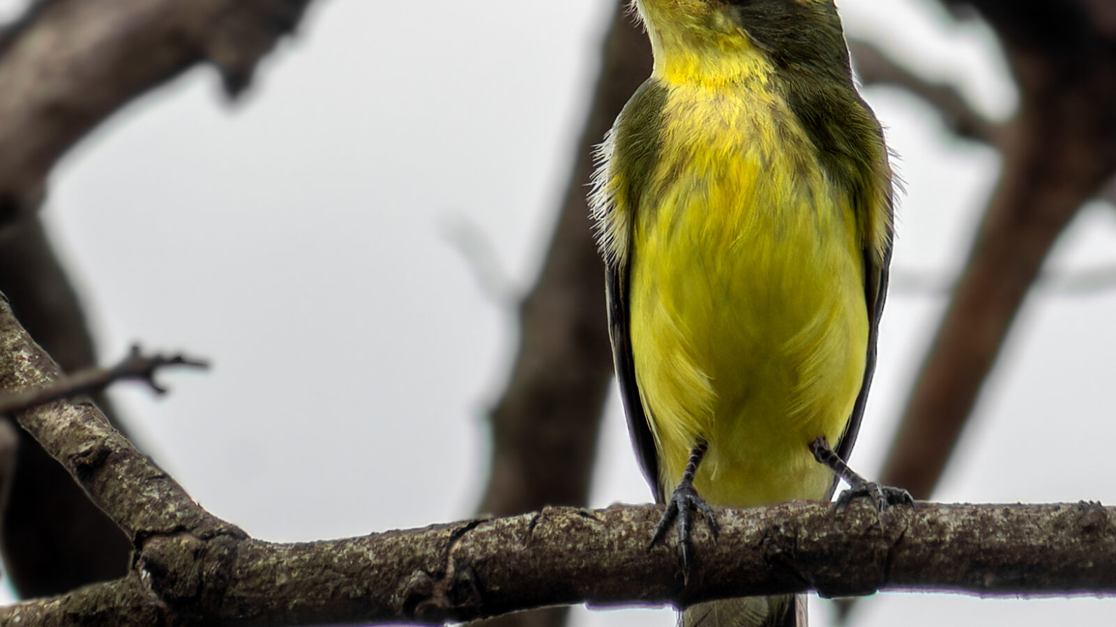 Yellow-browed Tyrant