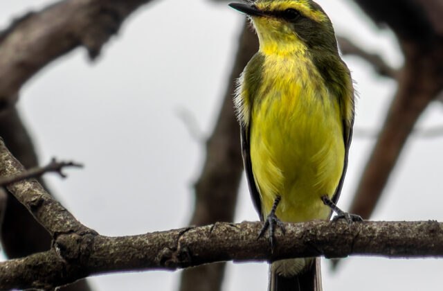 Yellow-browed Tyrant