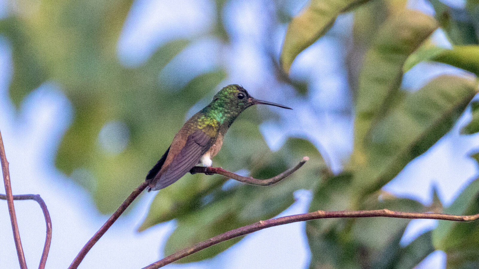 Copper-tailed Hummingbird
