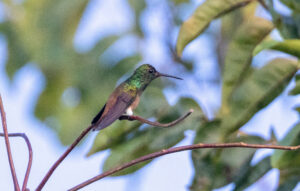 Copper-tailed Hummingbird