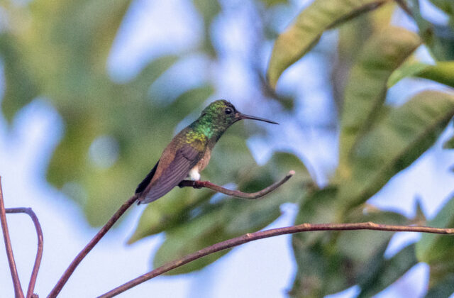 Copper-tailed Hummingbird