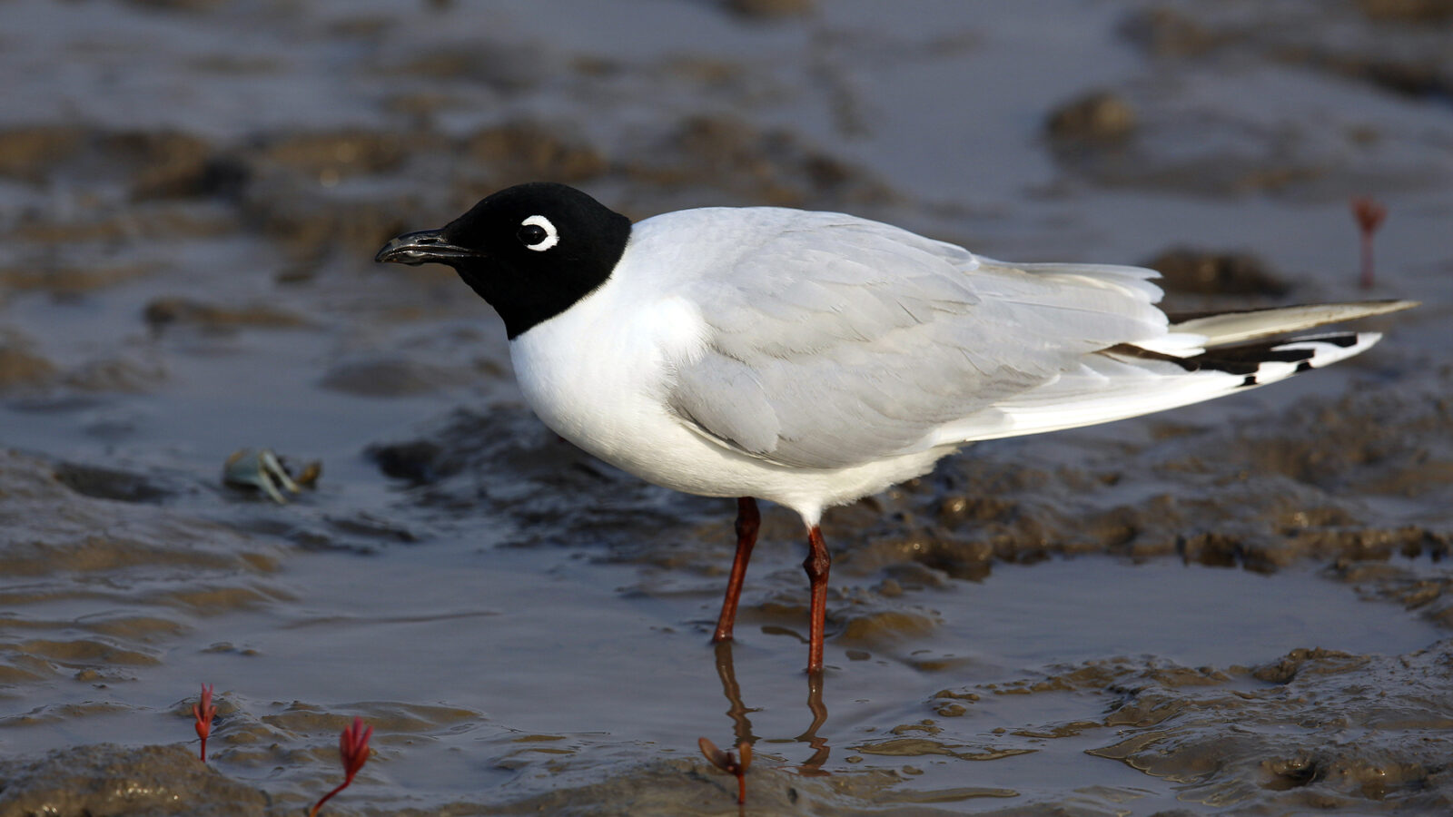 Saunders’s Gull