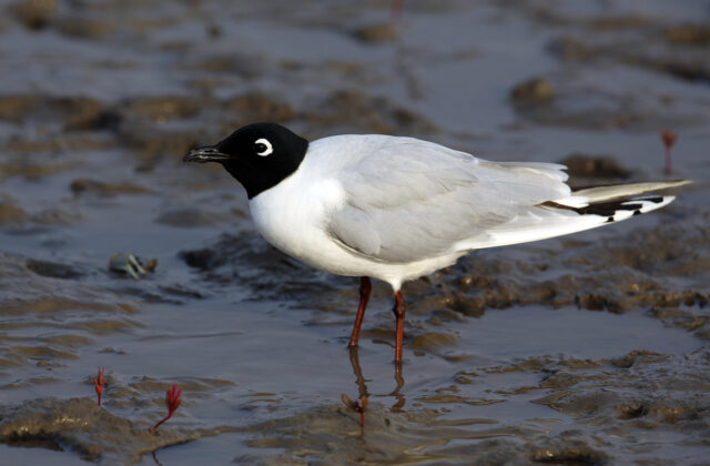 Saunders’s Gull