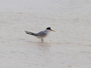 Saunders’s Tern