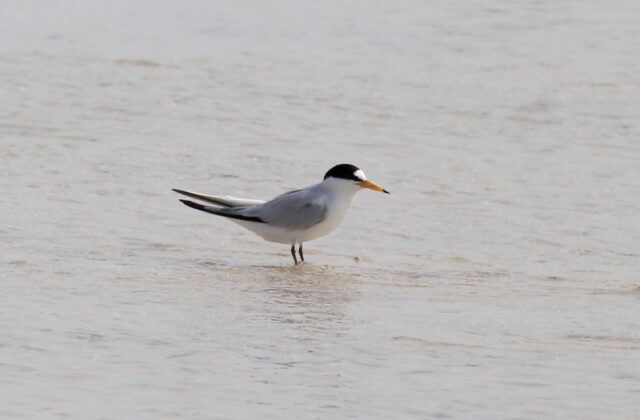 Saunders’s Tern
