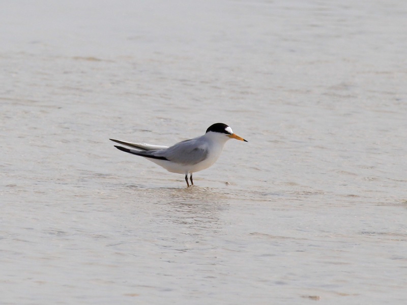 Saunders’s Tern