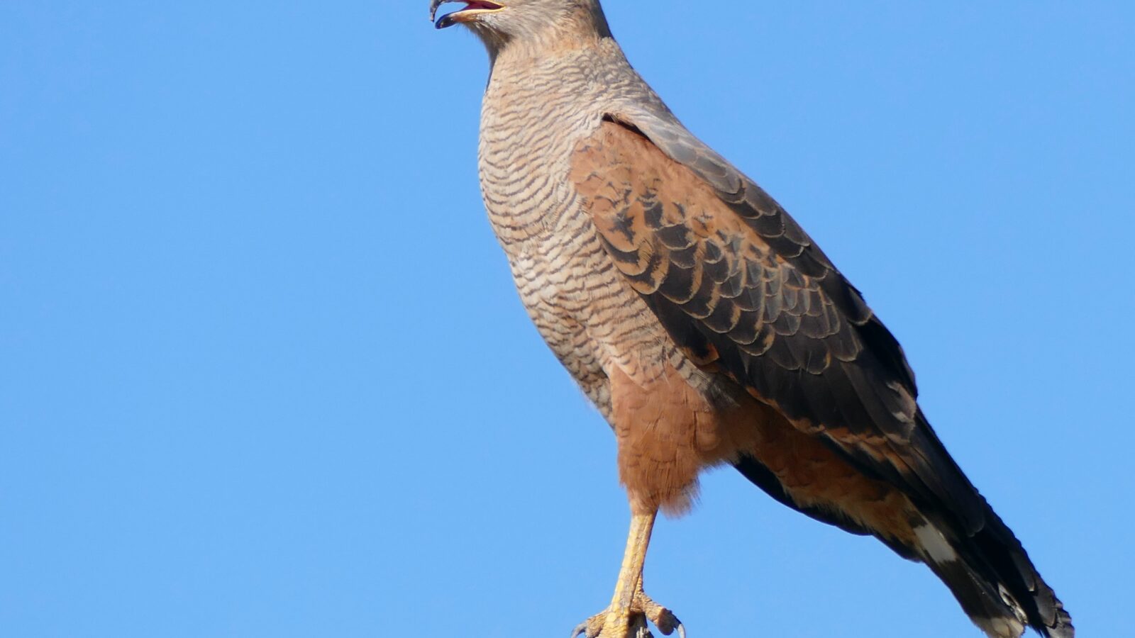 Savanna Hawk