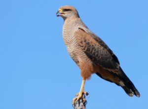 Savanna Hawk