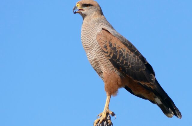 Savanna Hawk
