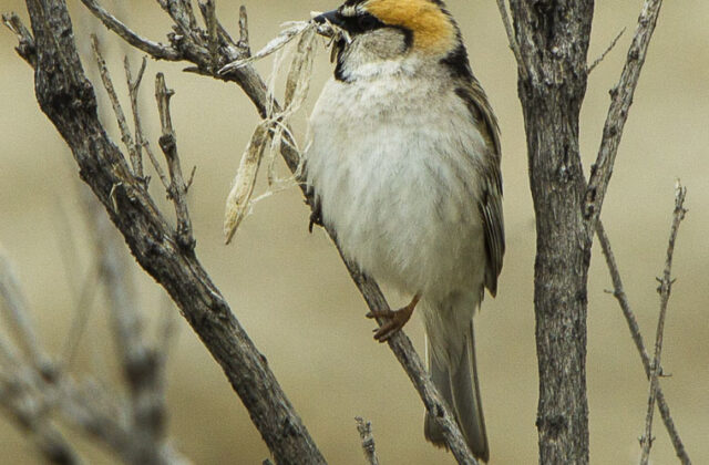 Saxaul Sparrow