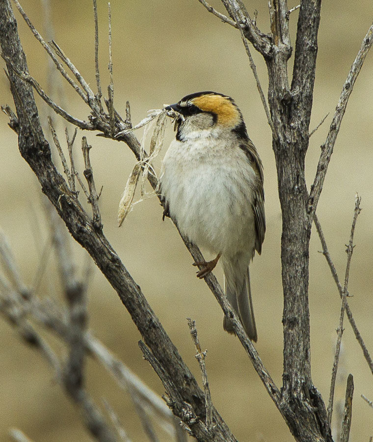Saxaul Sparrow