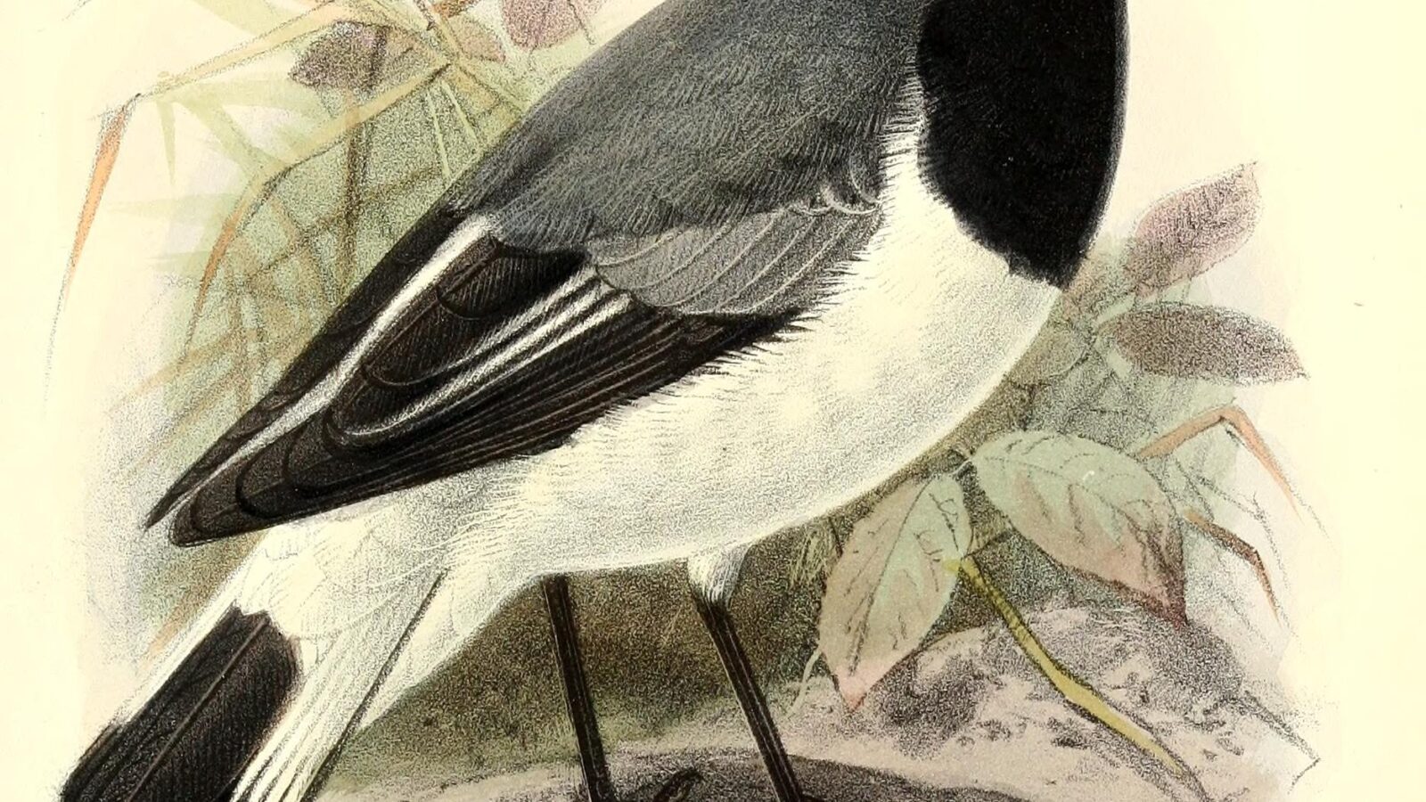 Somali Wheatear