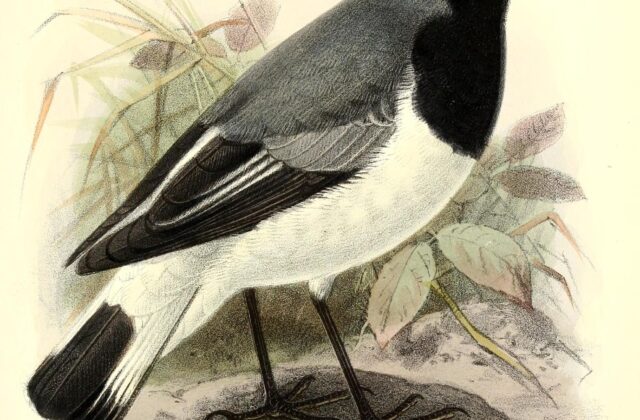 Somali Wheatear