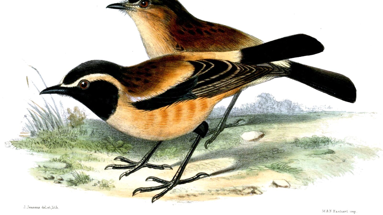 Buff-streaked Chat