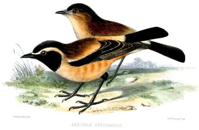 Buff-streaked Chat