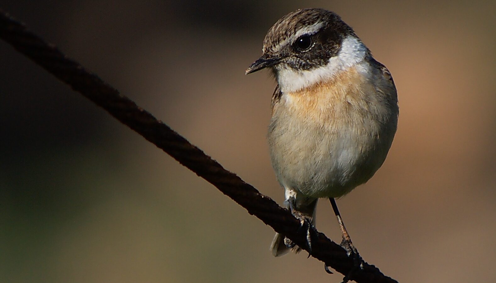 Canary Islands Stonechat