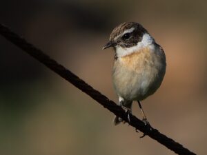 Canary Islands Stonechat