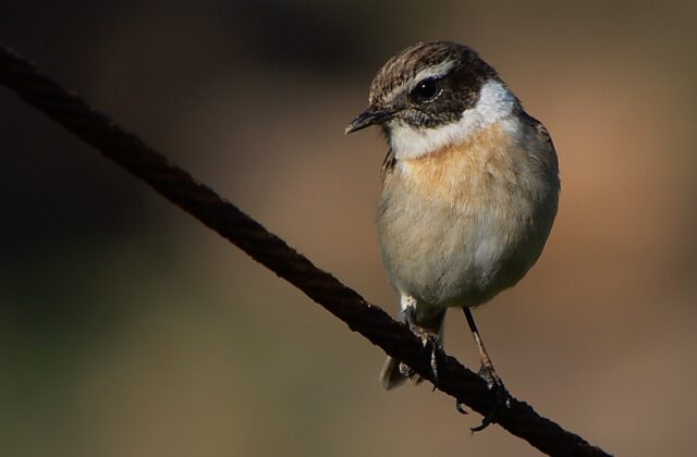 Canary Islands Stonechat
