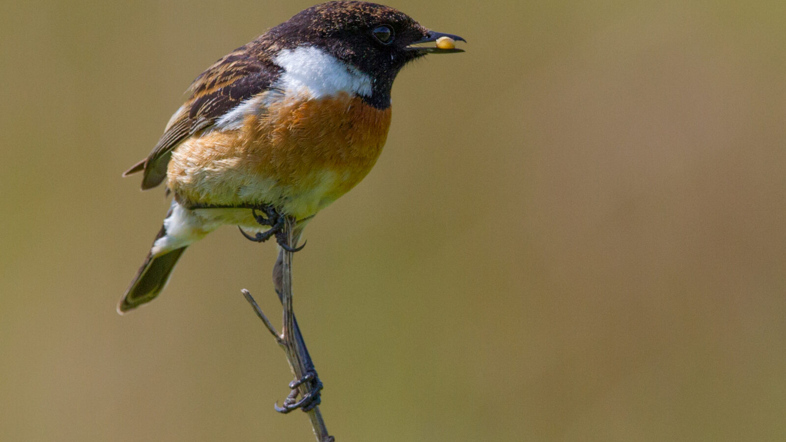 European Stonechat