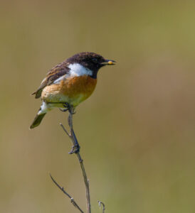 European Stonechat