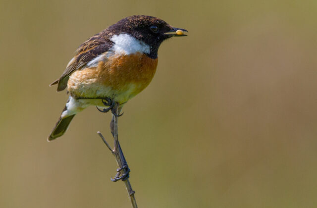 European Stonechat