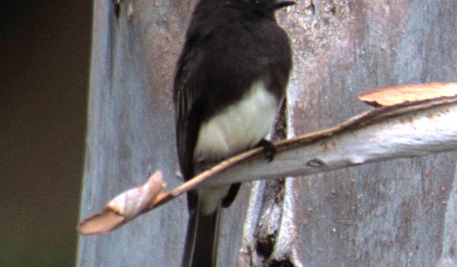 Black Phoebe