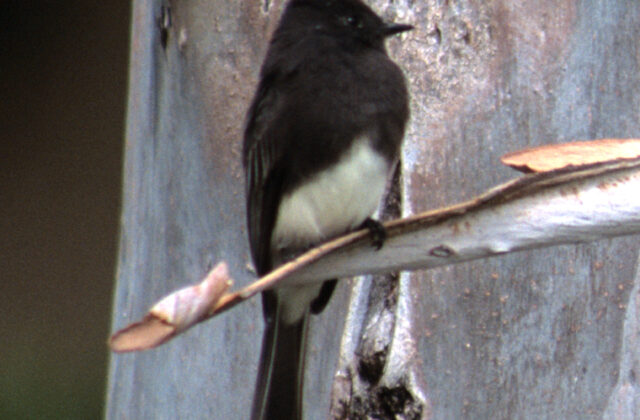Black Phoebe