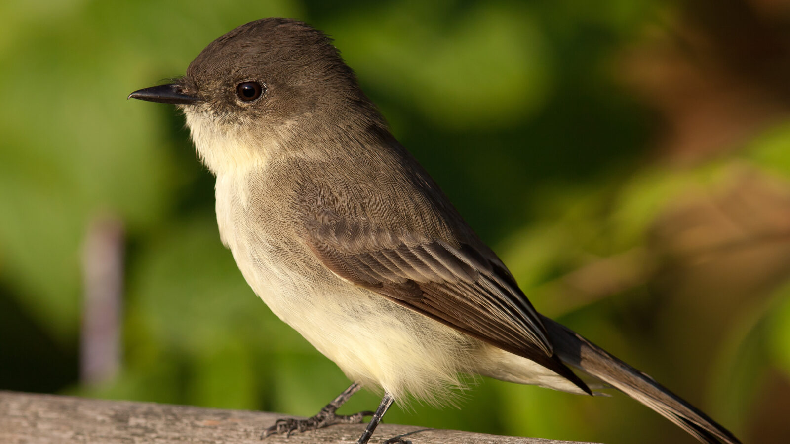 Eastern Phoebe
