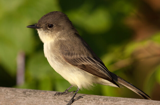Eastern Phoebe