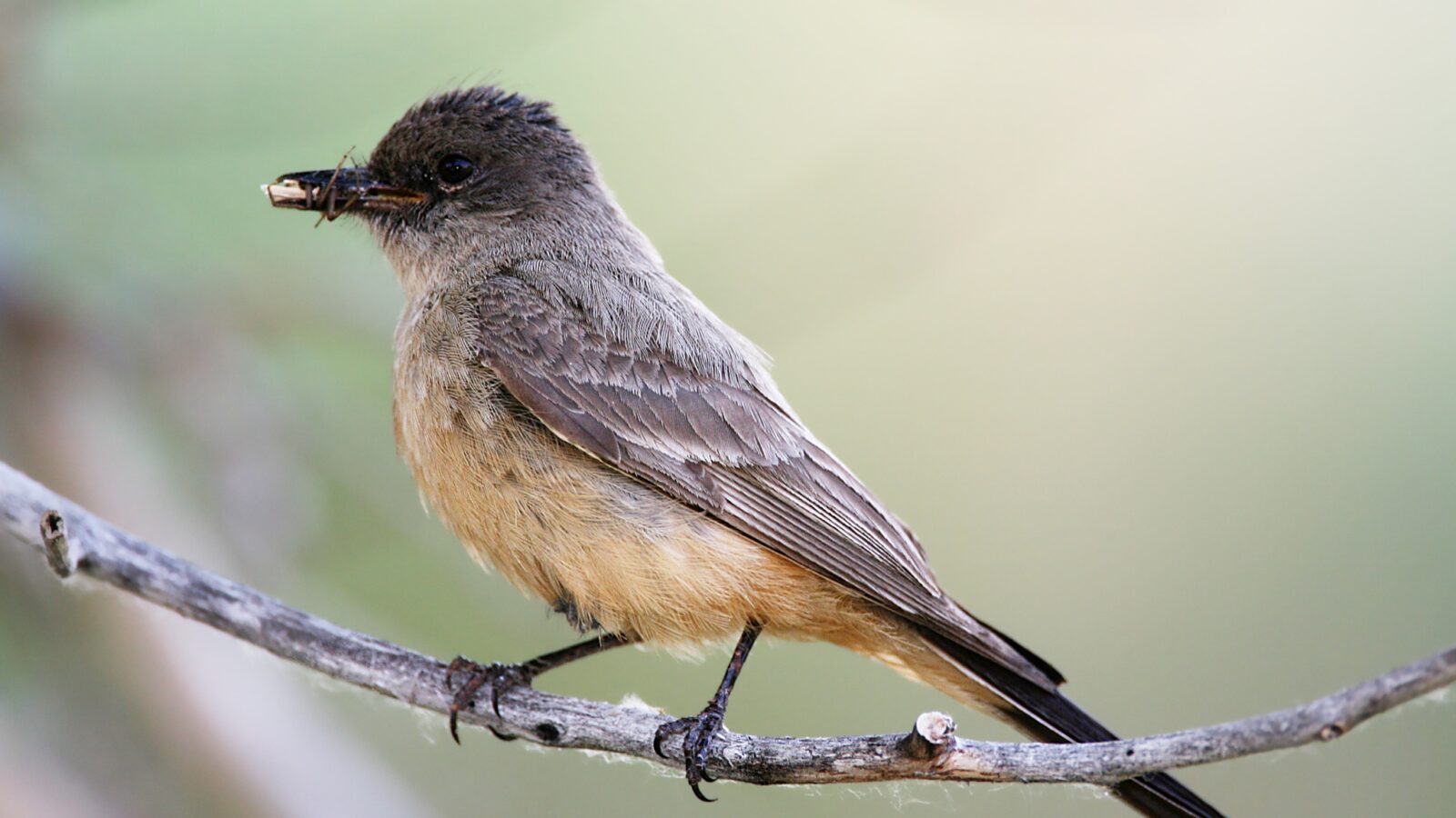 Say’s Phoebe