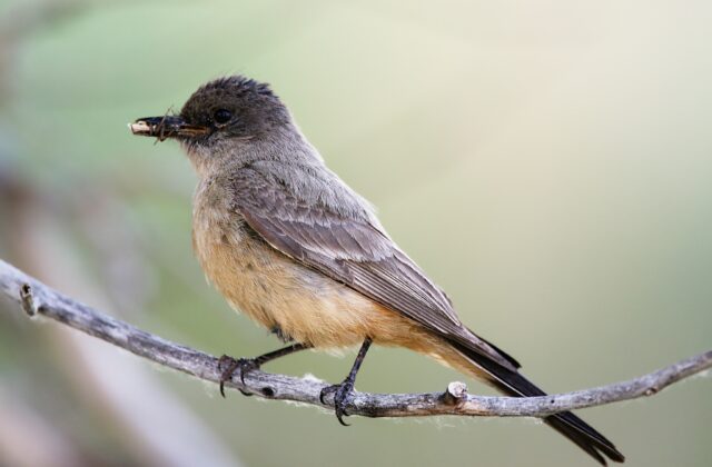Say’s Phoebe