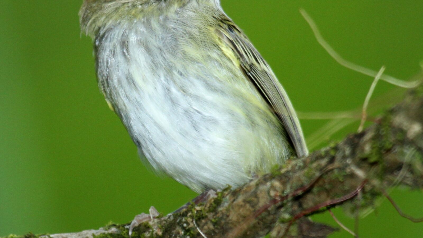 Scale-crested Pygmy Tyrant