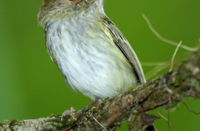 Scale-crested Pygmy Tyrant