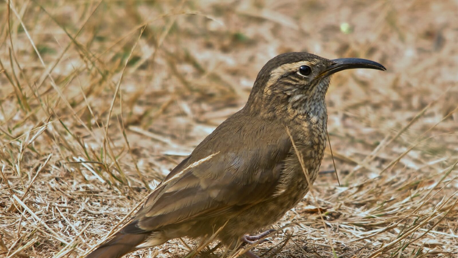 Scale-throated Earthcreeper