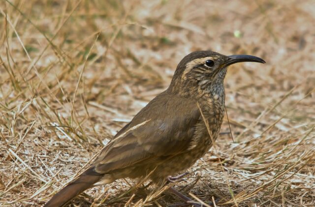 Scale-throated Earthcreeper