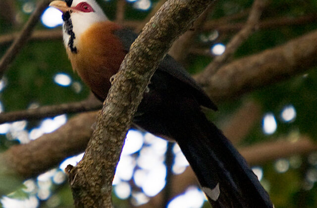 Scale-feathered Malkoha