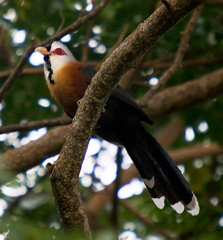 Scale-feathered Malkoha