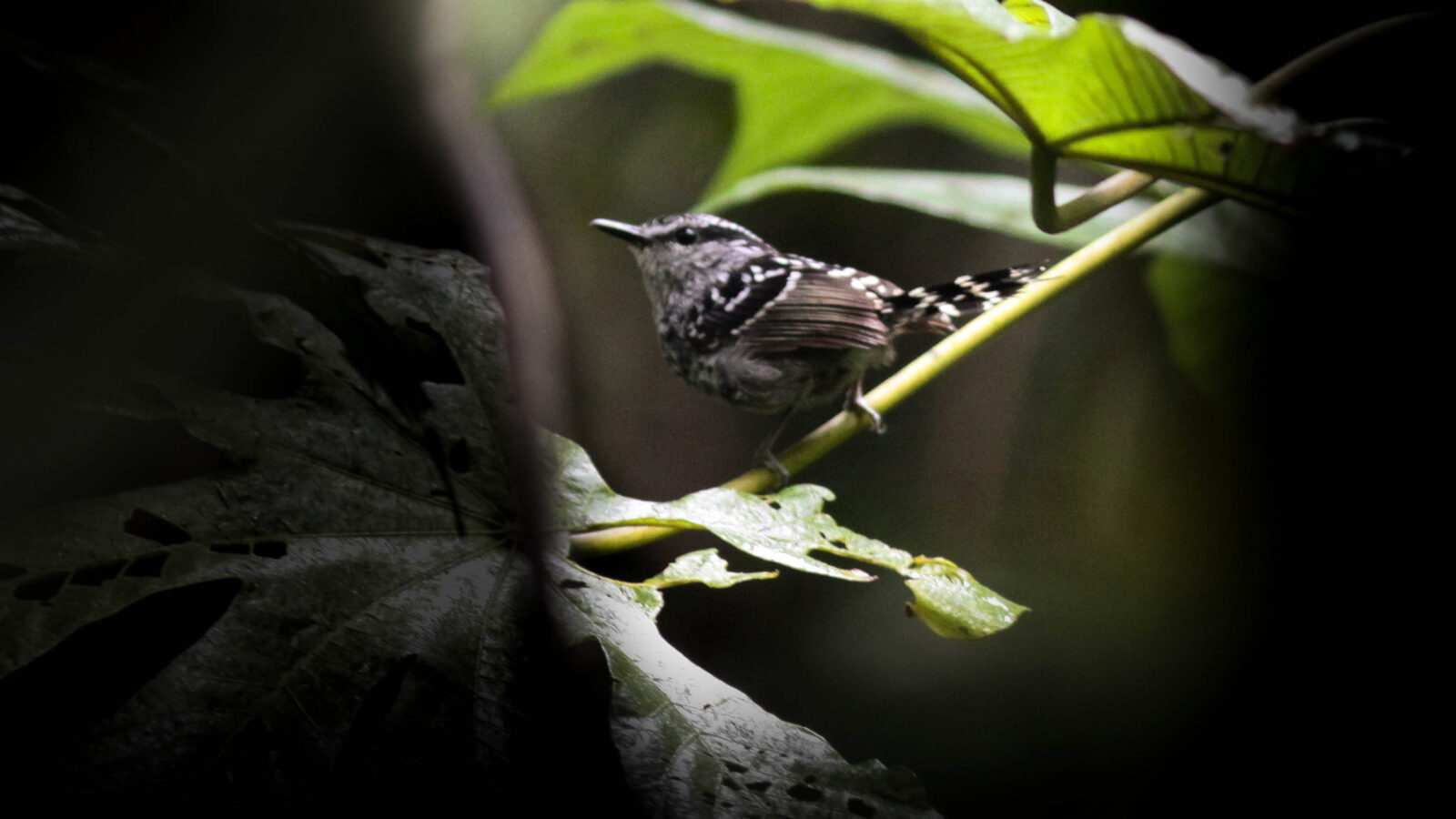 Scaled Antbird