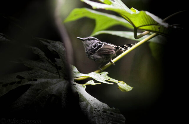 Scaled Antbird