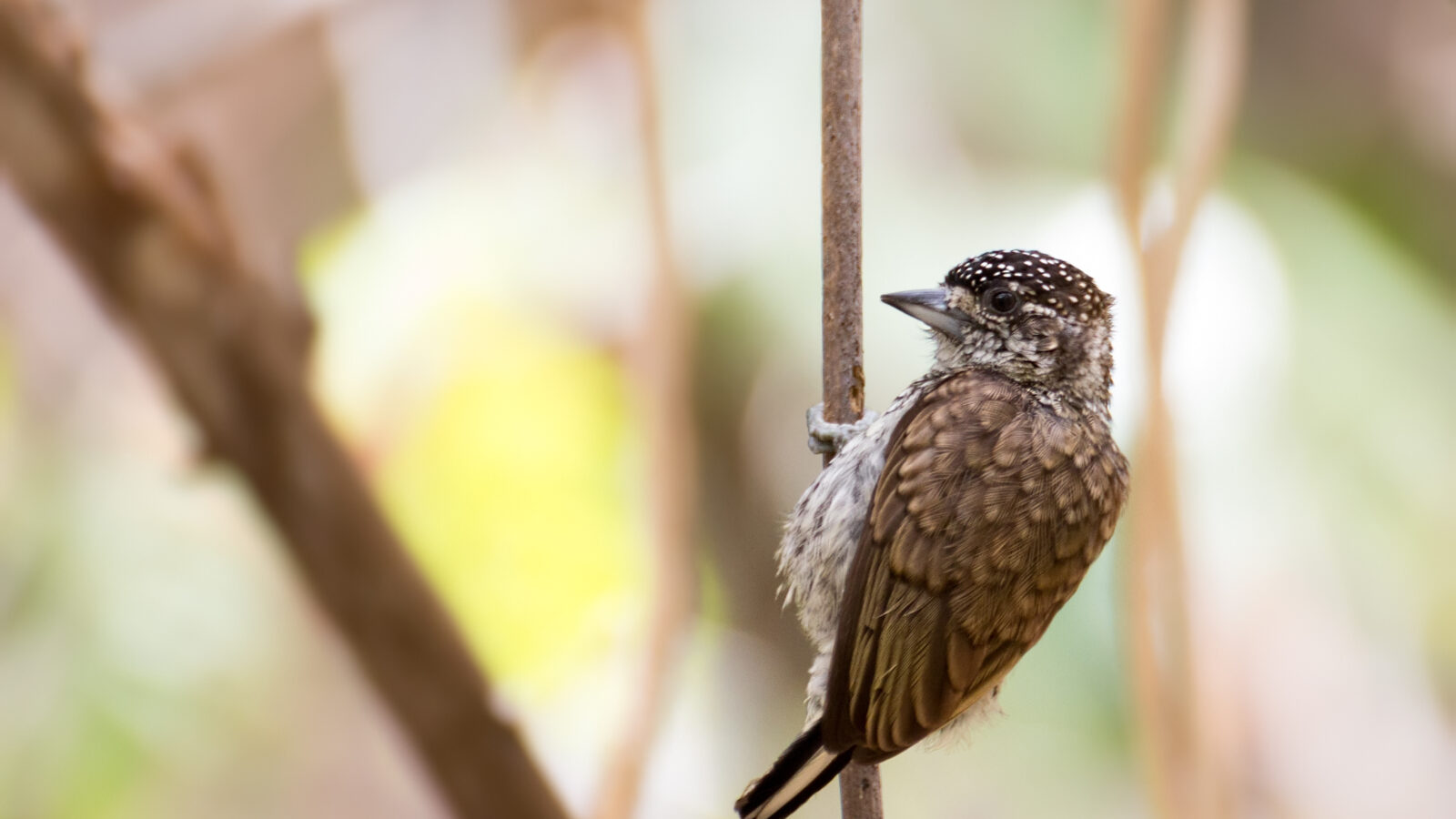 Scaled Piculet