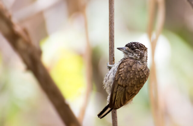 Scaled Piculet
