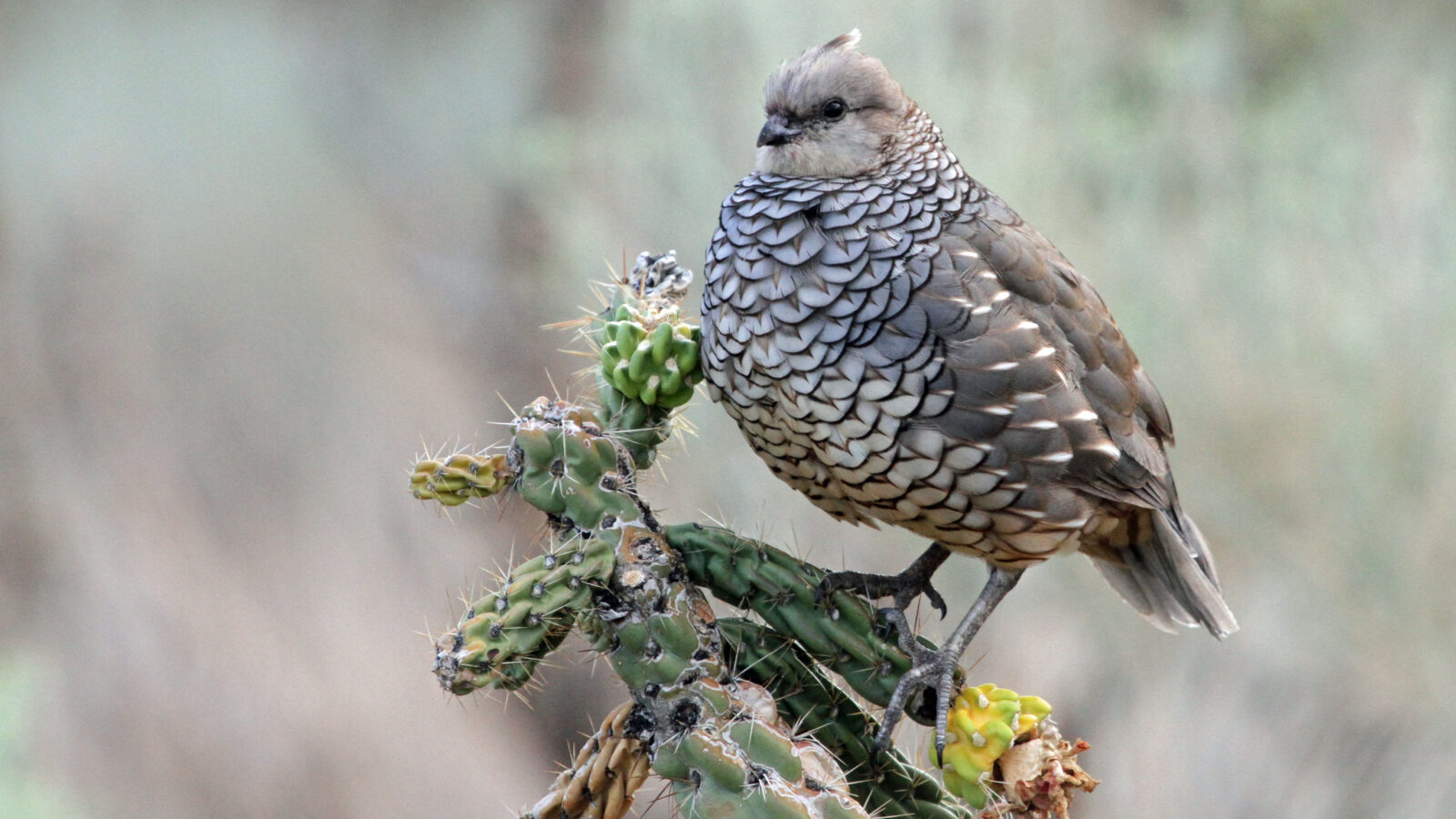 Scaled Quail