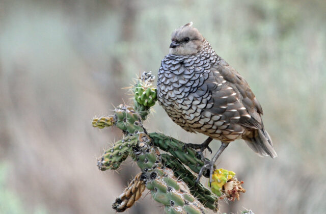 Scaled Quail