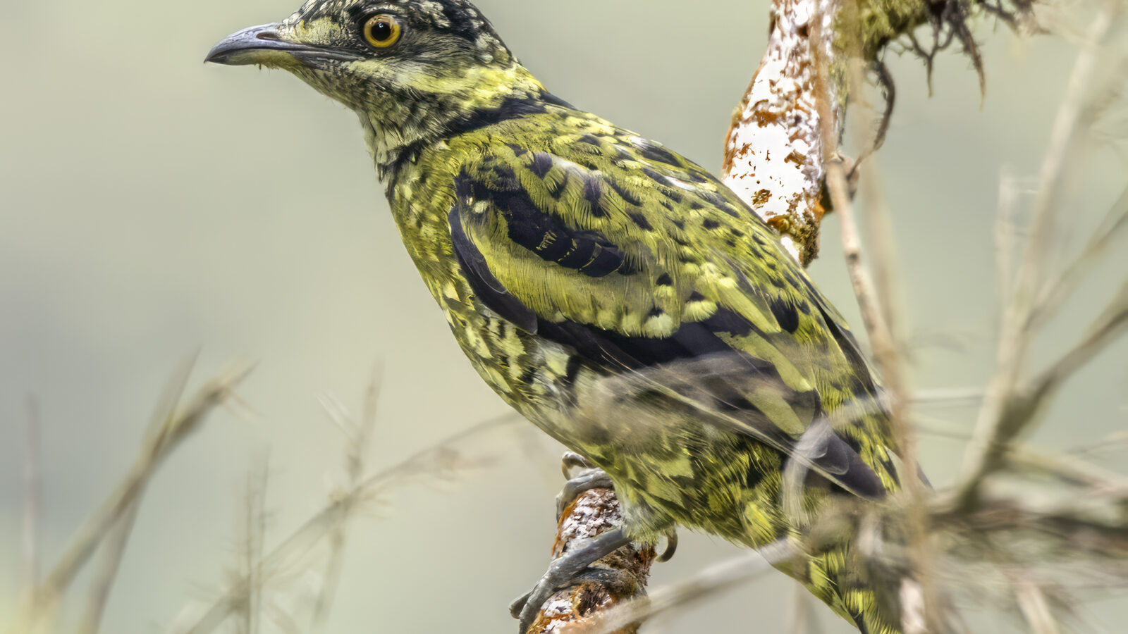 Scaled Fruiteater