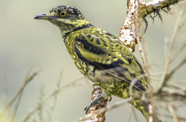 Scaled Fruiteater