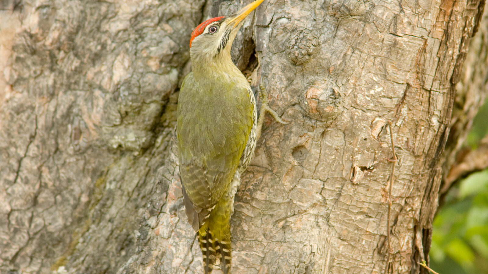 Scaly-bellied Woodpecker
