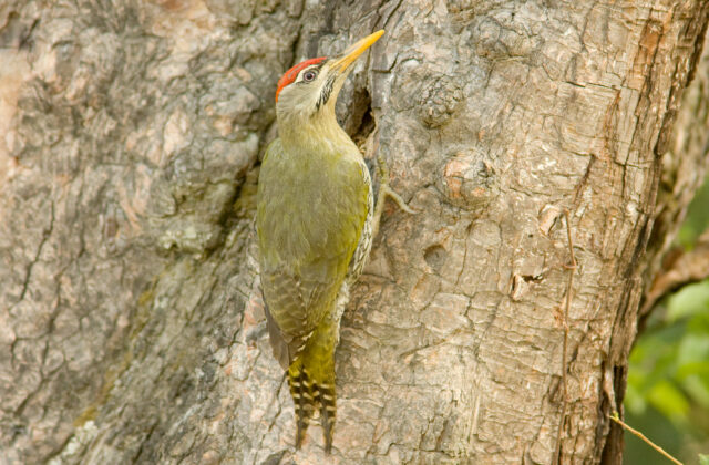 Scaly-bellied Woodpecker